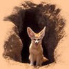 the Fennec